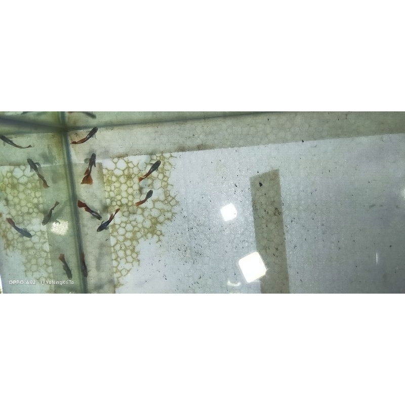 Bungkus Kemasan Paket Hemat Guppy mix jantan betina