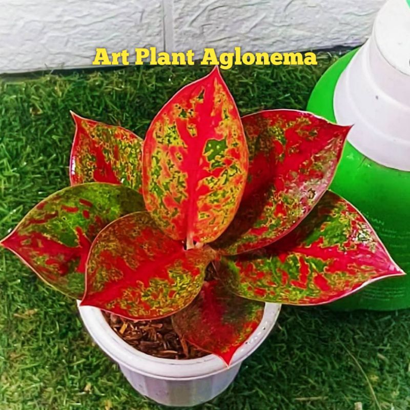 TERMURAH tanaman hias aglonema super red stardust merah cantik, size besar