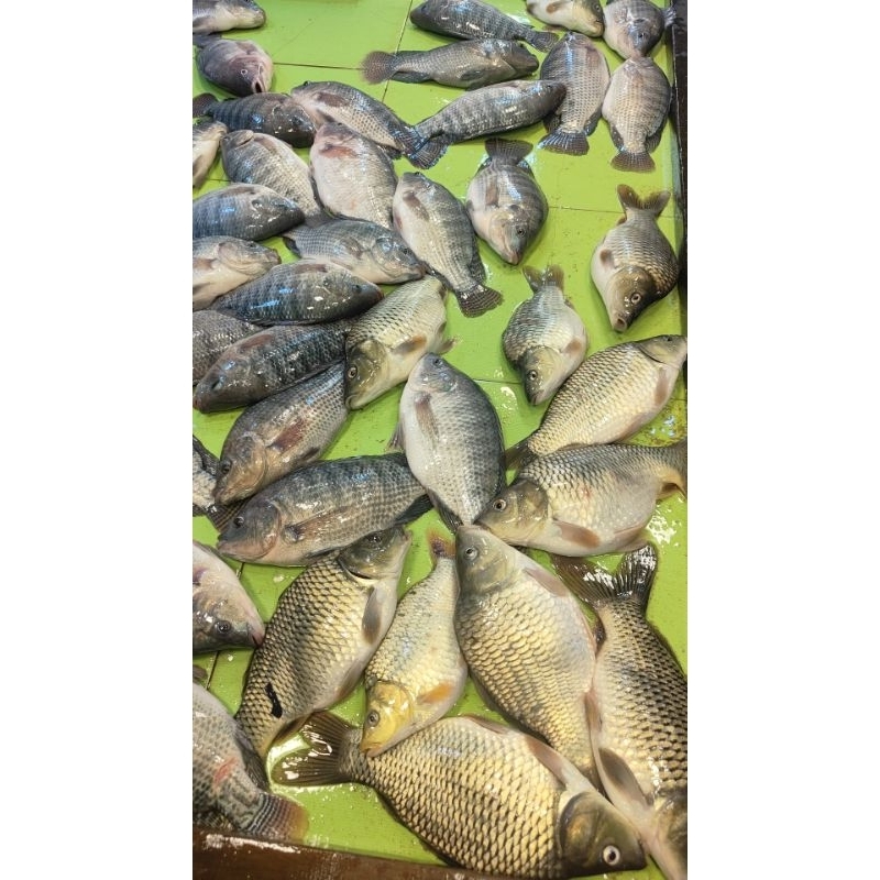 

Ikan Nila Segar