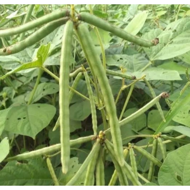 

MURAH!!500 GRAM BIJI KACANG HIJAU