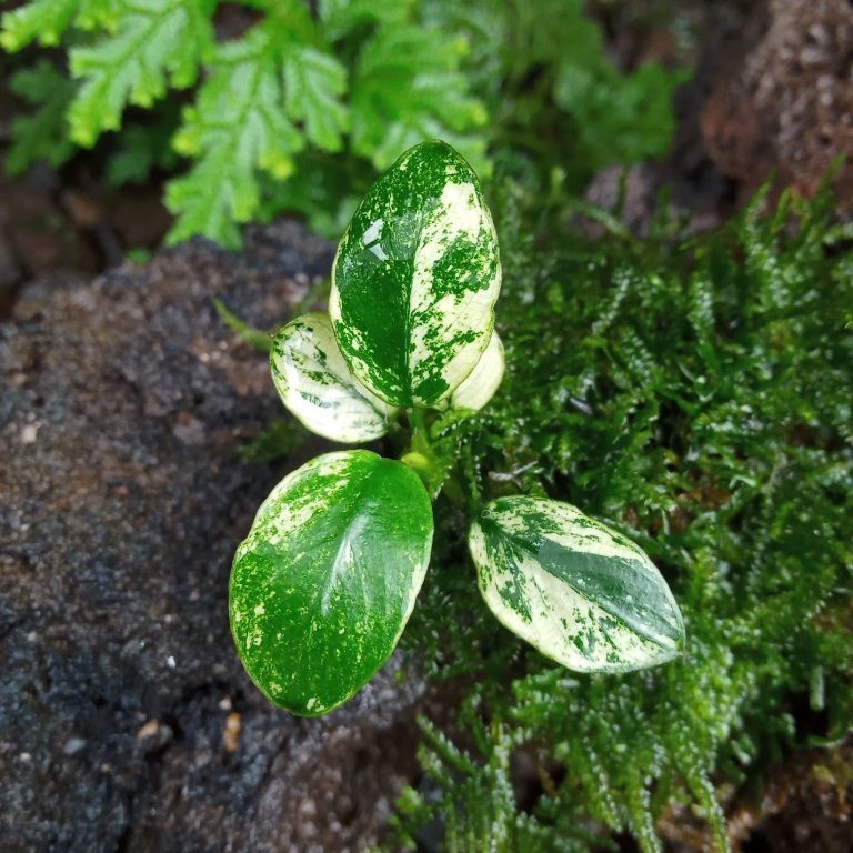 Tanaman Aquascape Anubias Pinto - Tanaman Aquascape Indonesia