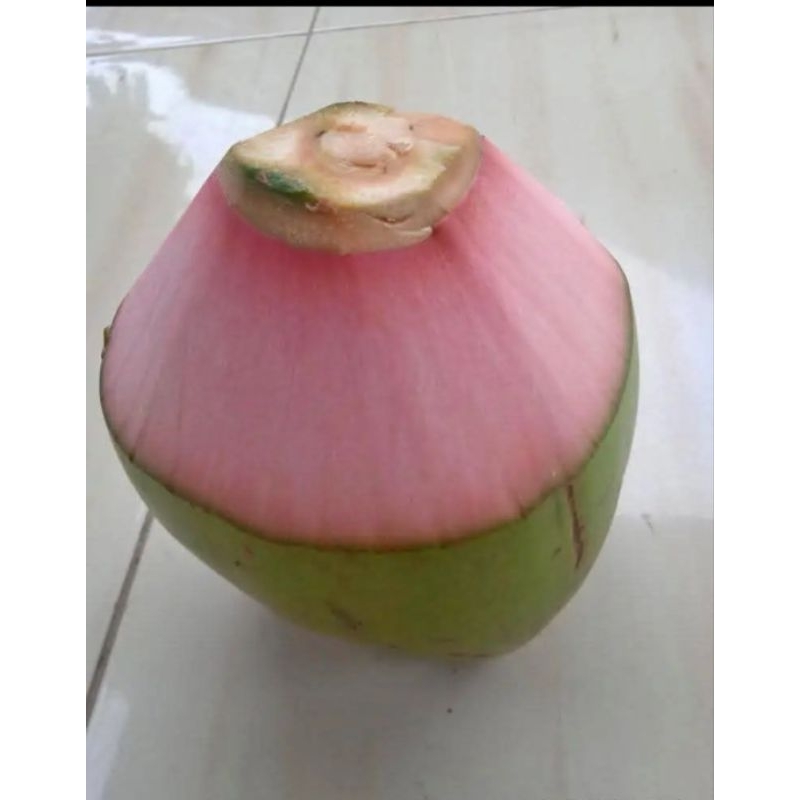 

kelapa muda hijau