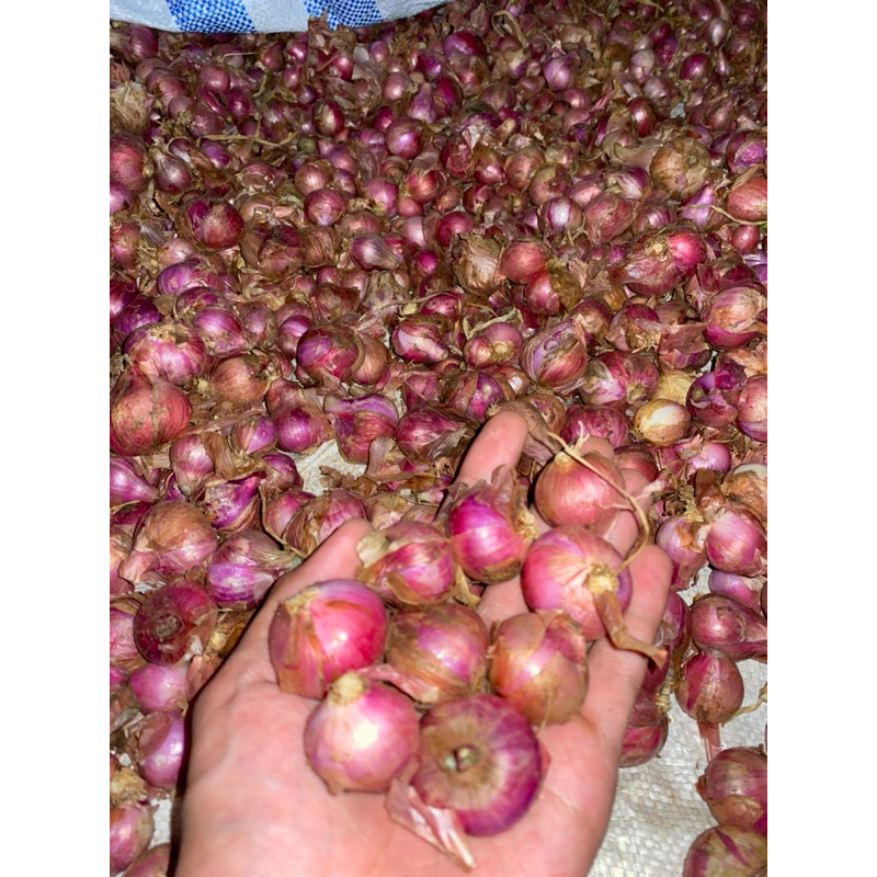 

Bawang Merah Super 1Kg Gr Fresh bawang Merah