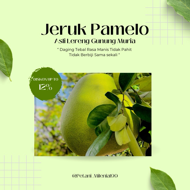 

JERUK PAMELO MADU MURIA BERAT 2KG