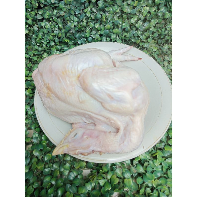 

Ayam Potong Ayam fresh Ayam