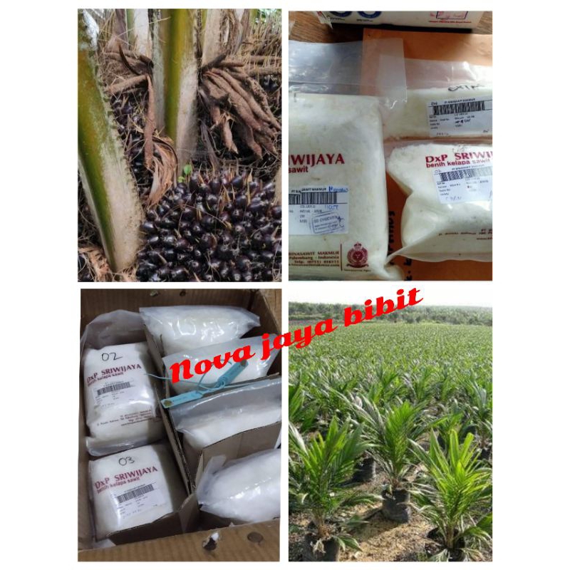 bibit kecambah sawit DxP Sriwijaya