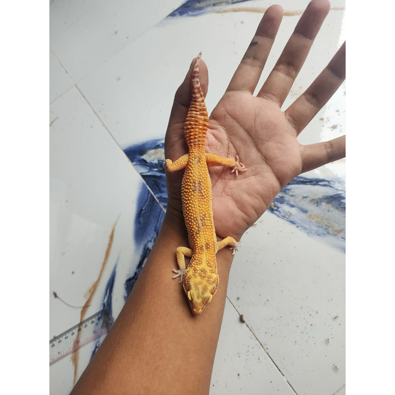 Boneka Gecko Tremper ph eclipse