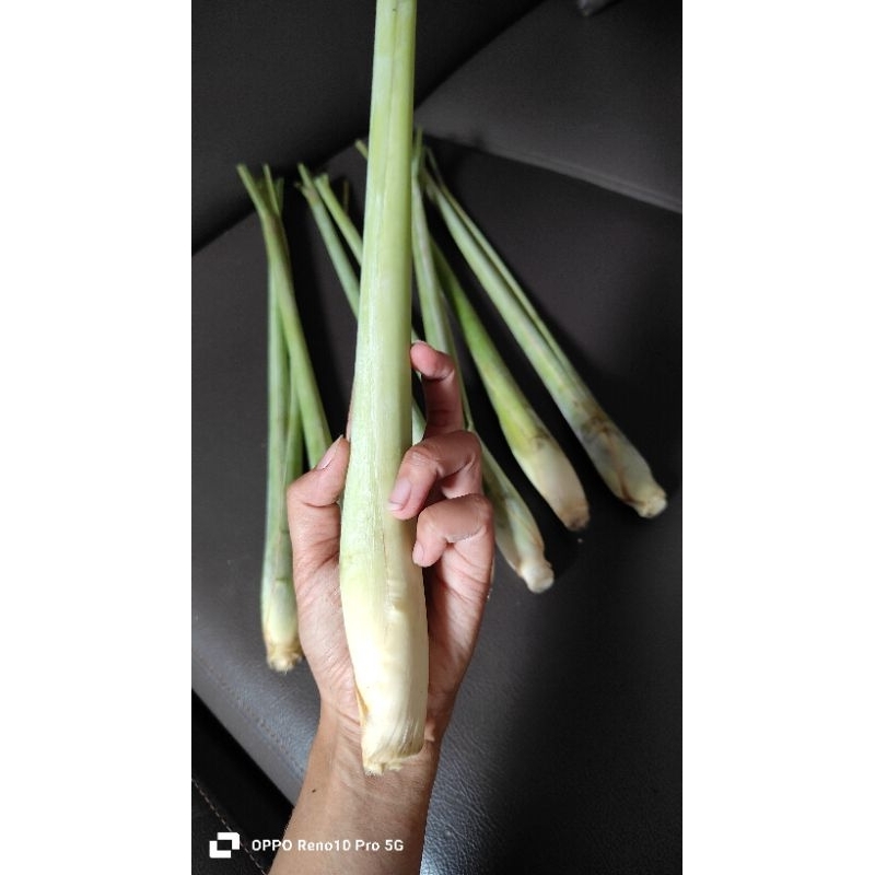 

sereh fresh bumbu masak obat aromatik sereh batang daun sere jumbo supermarket