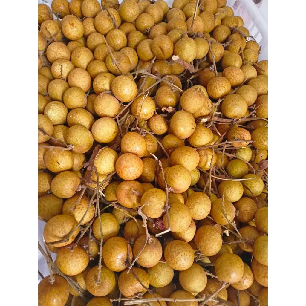 

Kelengkeng Thailand Super Manis | Ukuran Besar | Daging Tebal | Promo Hemat!