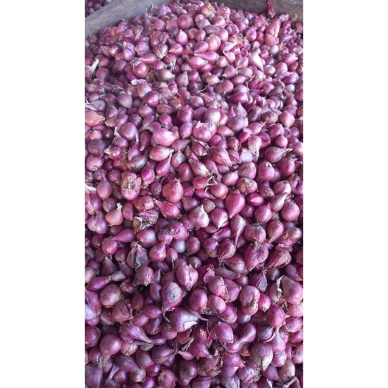

bawang merah asli brebes