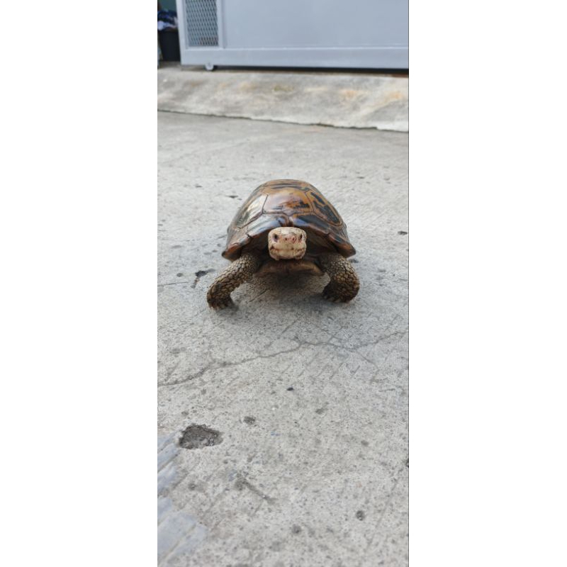 Mainan Kura Darat Forsteni