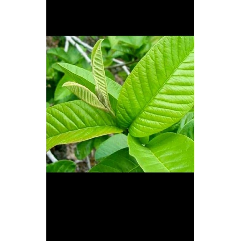 

PROMO DAUN JAMBU SEGAR FRESS /10 LEMBAR