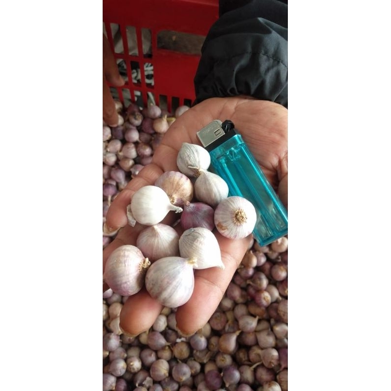 

BAWANG LANANG-GARLIC TUNGGAL/1KG UK MIX