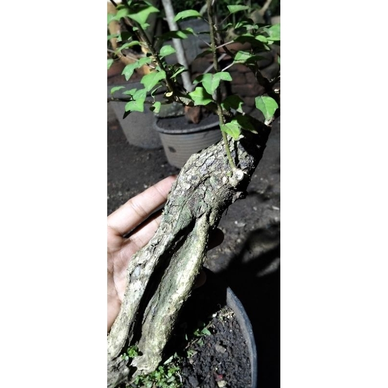 BONSAI WARENG BINTANG UNIK