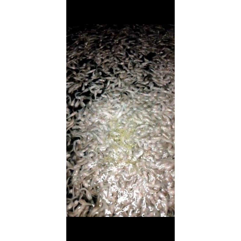 Bibit lele / larva lele / pakan ikan predator / lele berkualitas 4cm 100 ekor