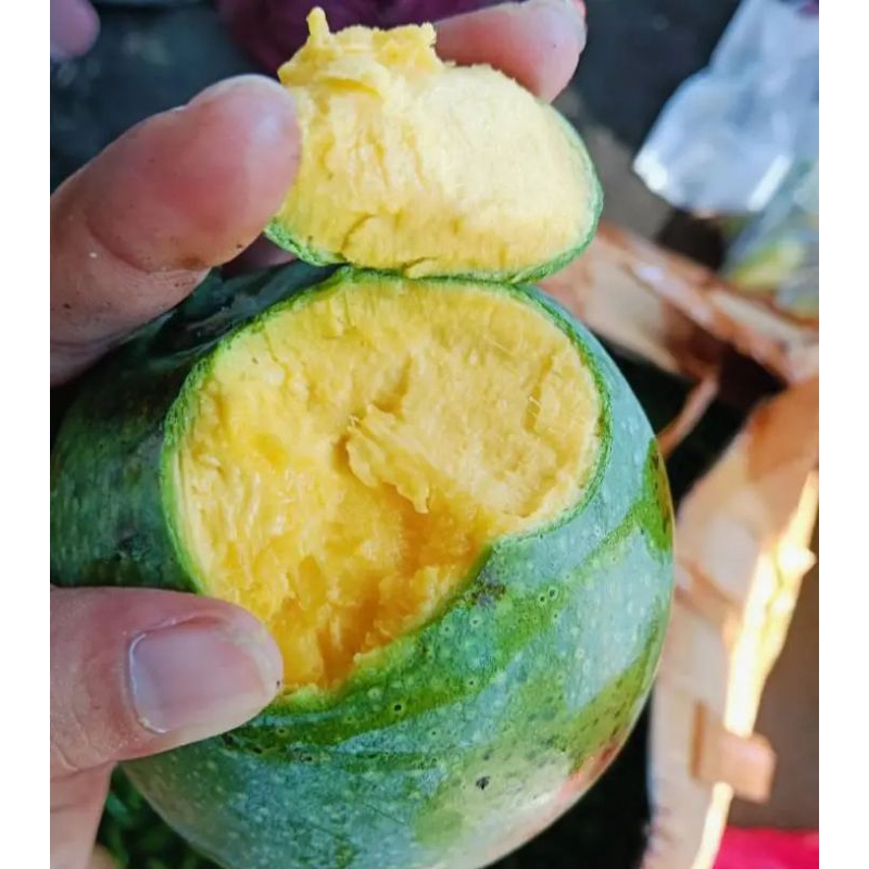 

mangga apel mengkel tua isi 4,5 buah per kilo gram