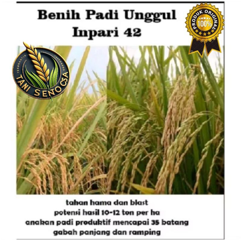 BENIH BIBIT PADI INPARI 42 JUMBO BIBIT SUPER UNGGUL 2KG