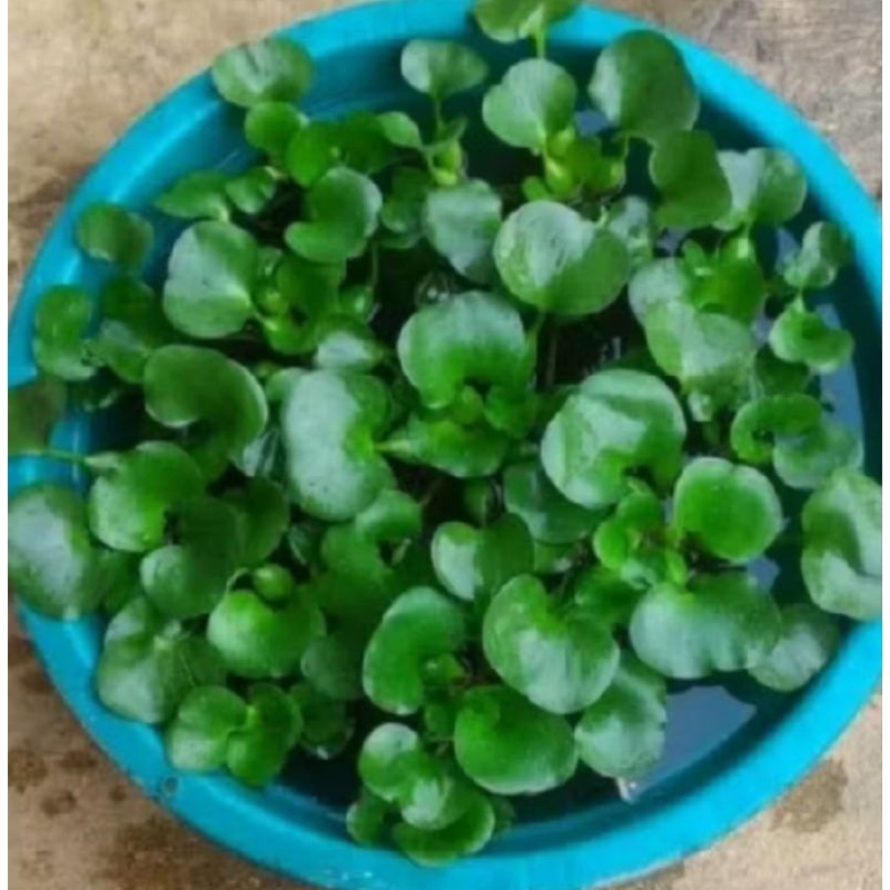 

terbaik eceng gondok super 1000 gram