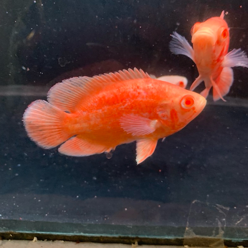 REPLIKA DEKORASI OSCAR PARIS ALBINO