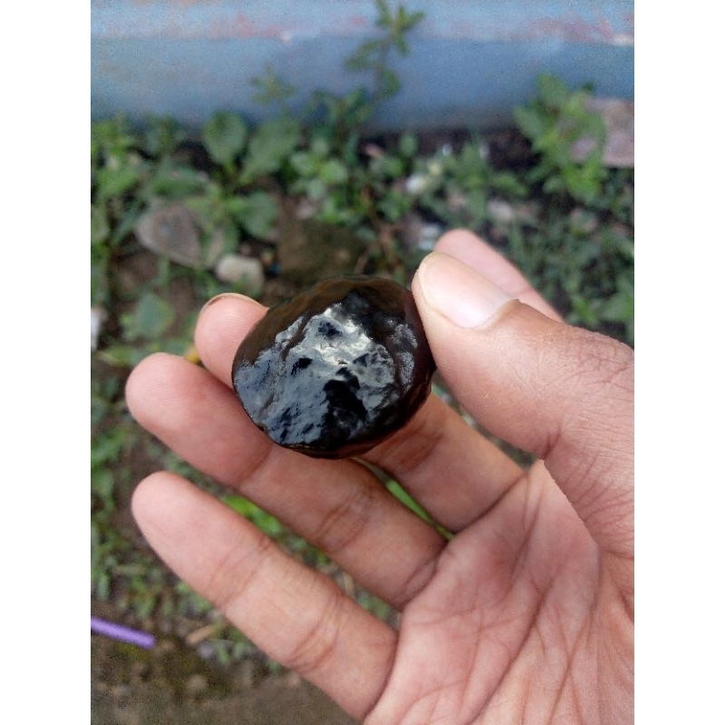 Muncang Adu Panjangan Berkualitas ( Sudah Cuka )