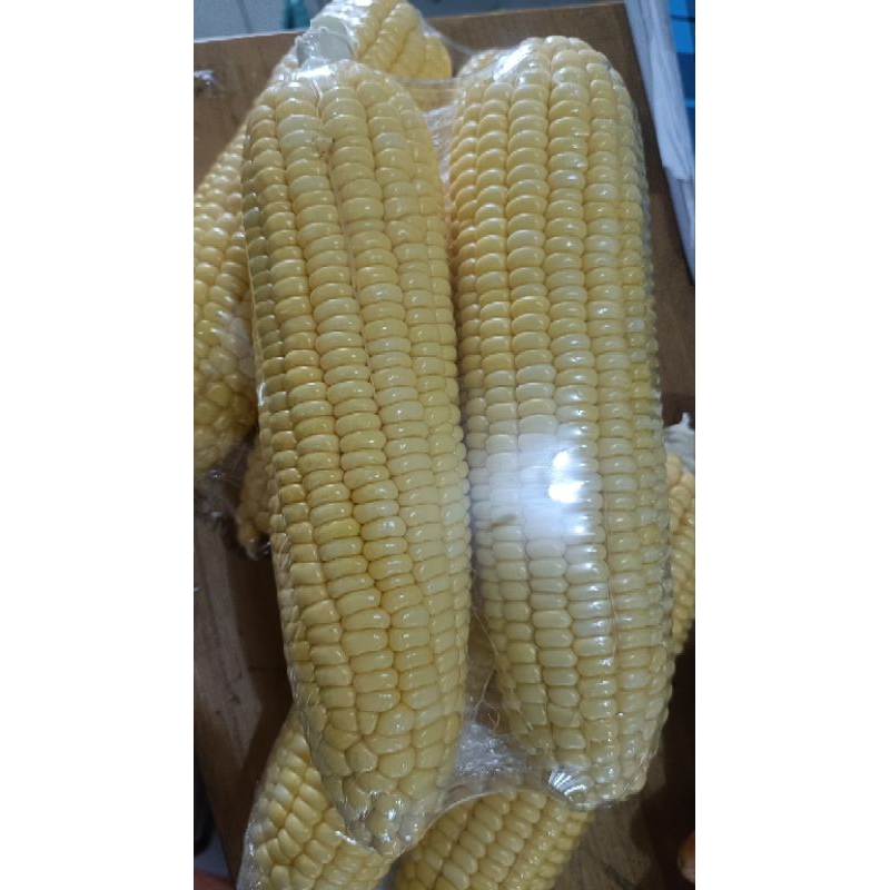 

jagung manis isi 2 pcs