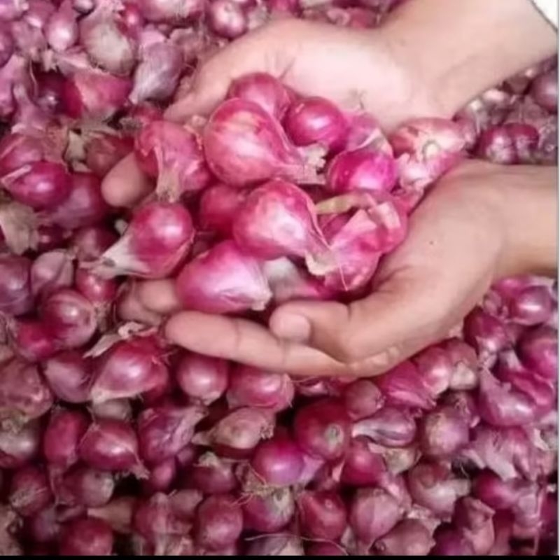 

jual brambang merah bawang merah