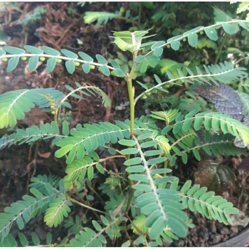 

daun meniran segar 100 gr