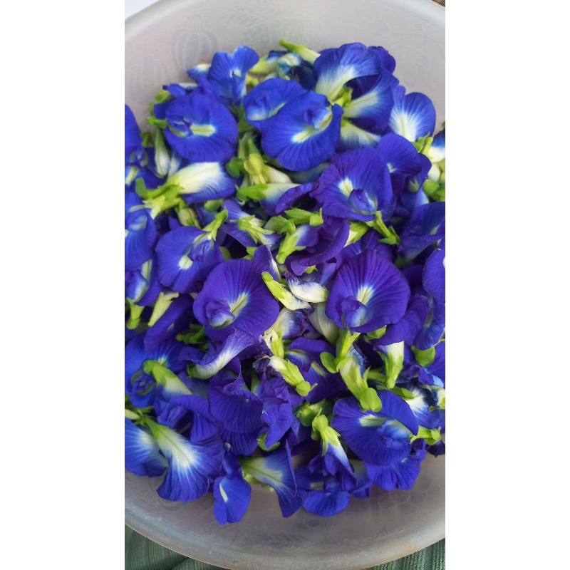 

BUNGA TELANG SEGAR ISI 100pcs KIRIM INSTANT