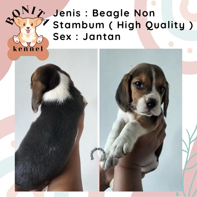 Beagle Non Stambum Anak Anjing Beagle Jantan Betina