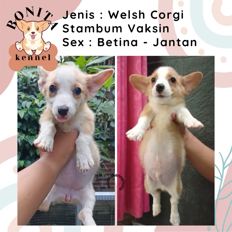 Welsh Corgi Stambum Jantan Betina Anak Anjing Corgi