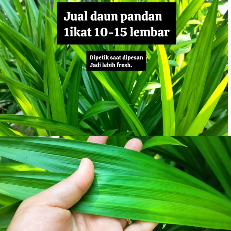 

DAUN PANDAN HARUM UNTUK BAHAN PEWARNA MAKANAN/ KUE