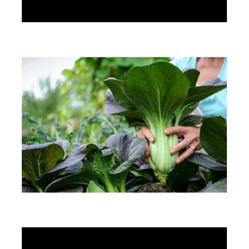 50±biji Benih Pakcoy benih sayuran Pakcoy