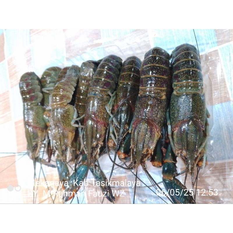 

Frozen LAT 500gr