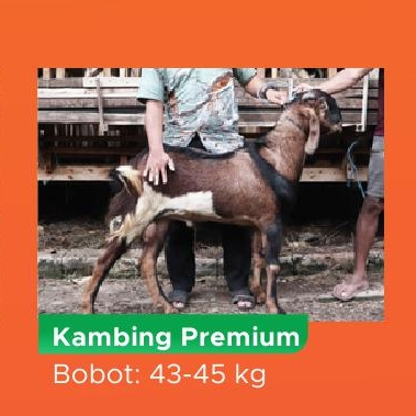 

Qurban Kurban Kambing Premium
