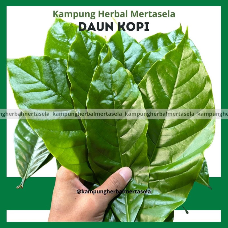 

Daun Kopi 100 Lembar