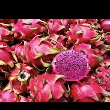 

Buah naga