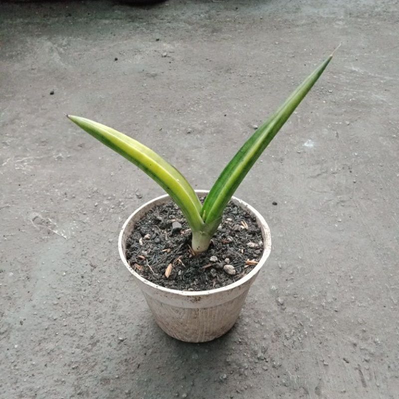 Sansivera Patens Varigata