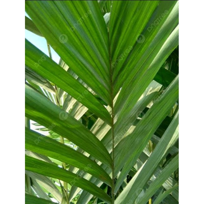 

daun salak obat wasir/ambeyen dijual per daun+bonus