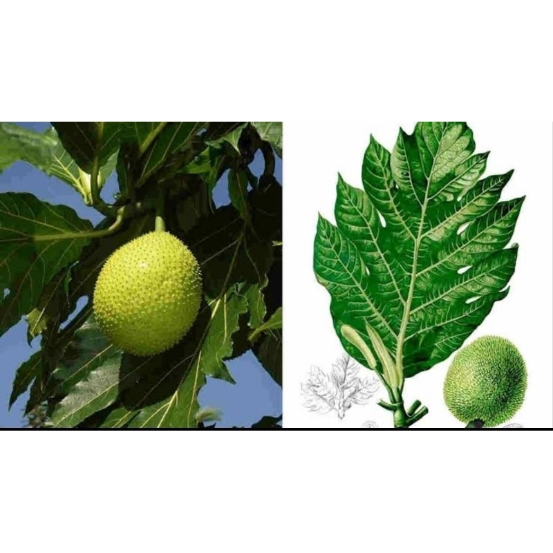 

daun sukun per lembar