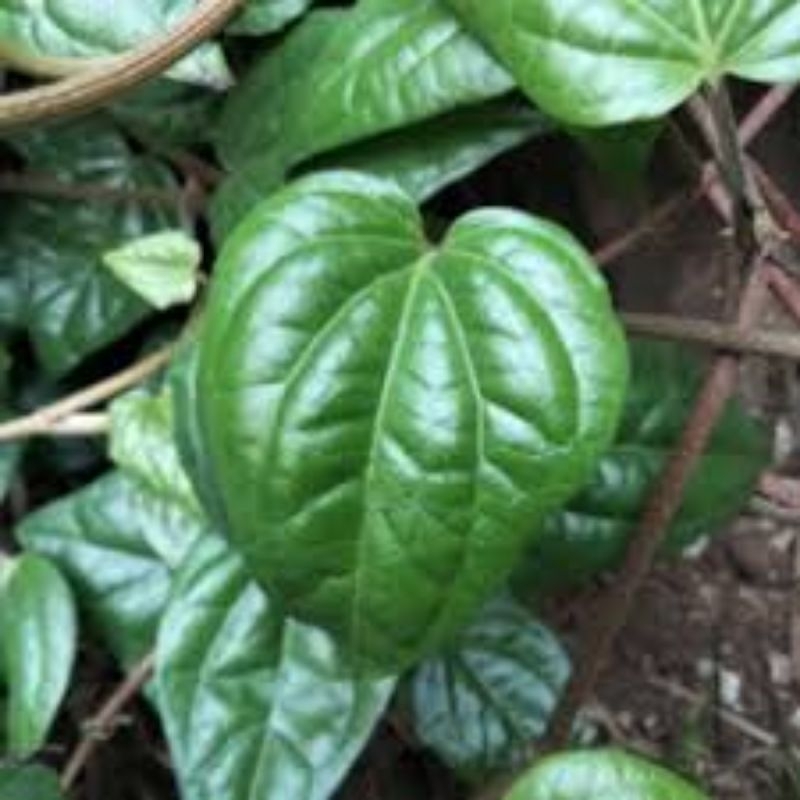 

daun sirih sereh wangi 30 lmbr freshh dadakan