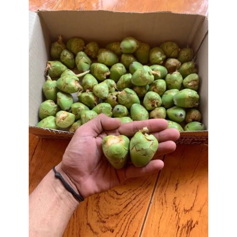 

baruluk/buruluk/biruluk/pentil kelapa obat diabetes lambung dll harga per 10 pcs