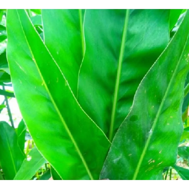

Daun lengkuas segar 500 gram KUALITAS TERBAIK