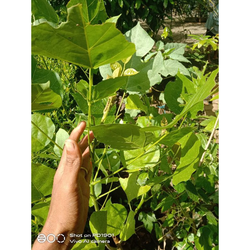 

daun tawa segar 100gr