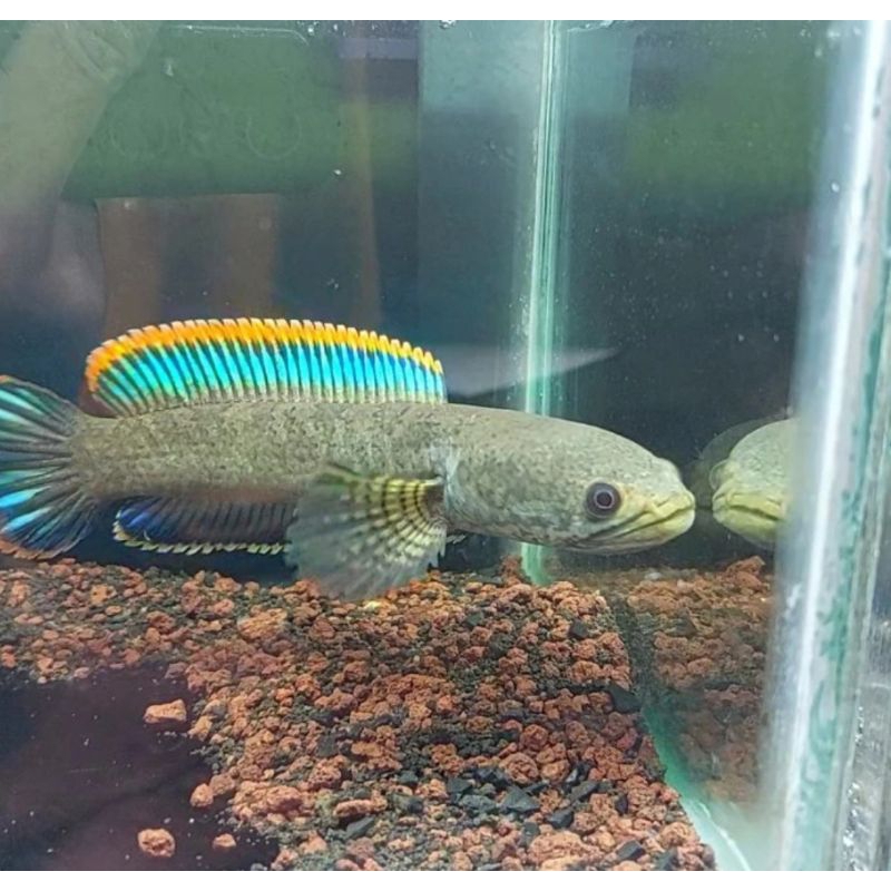 Channa limbata remaja untuk progresan rim merah