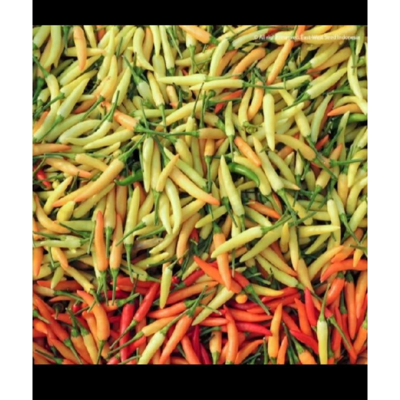 20biji Benih Cabe Rawit Merah Super (Cabe Setan )Benih Cabe Repack Cap panah Merah