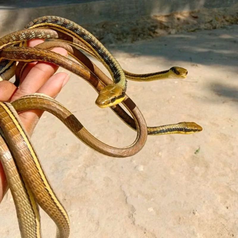 WAJIB BACA DESKRIPSI || Makanan Hewan Peliharaan Reptil atau Hewan Predator Ular Tali Picis