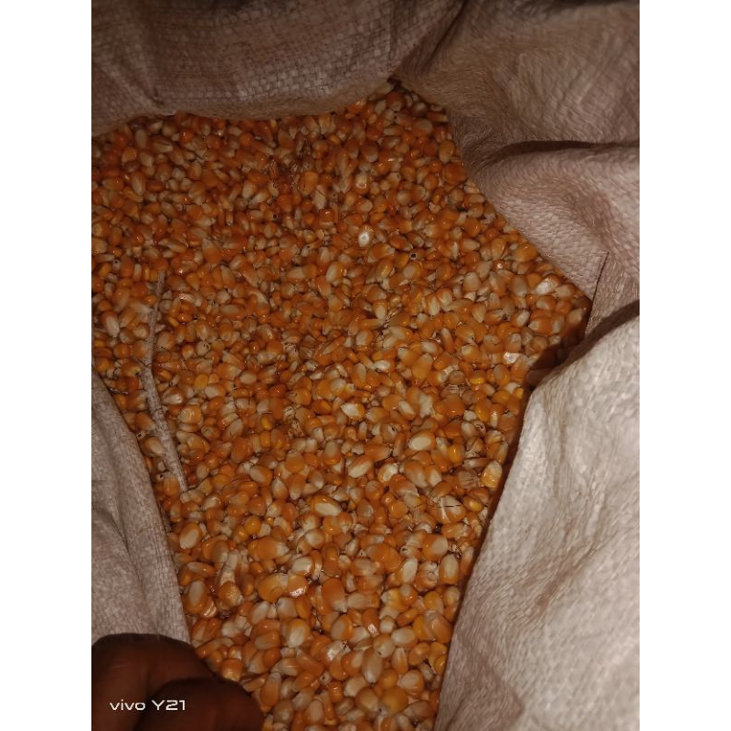 

jagung kering murah meriah 250 gram