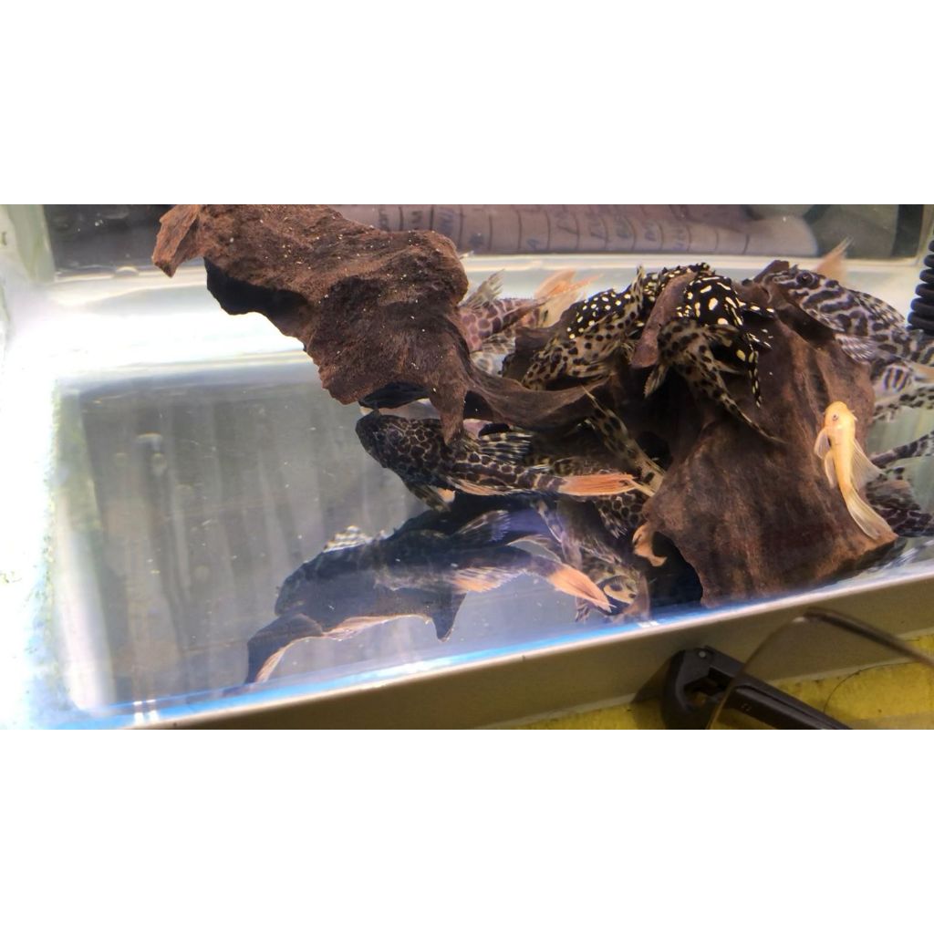 PLECO L600 LEOPARD CACTUS size 4-5cm
