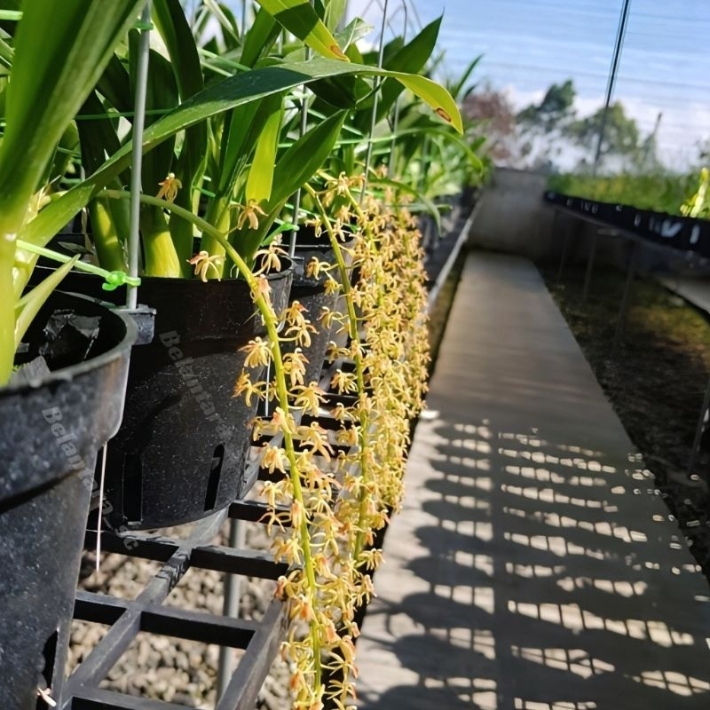 Anggrek Liparis Javanica/Anggrek liparis bunga kuning/tanaman hias anggrek liparis bunga kuning