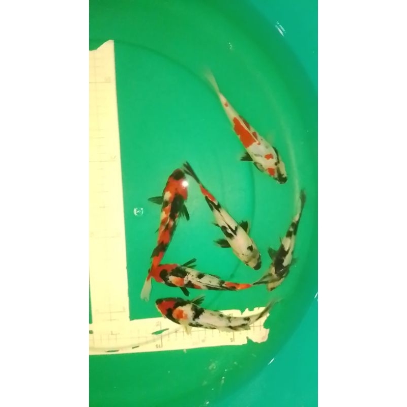 Ikan koi jenis SHOWA SHIRO ukuran 18-20cm